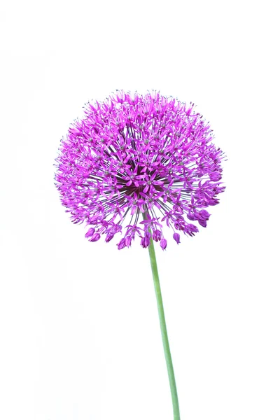 Belle floraison allium gros plan — Photo