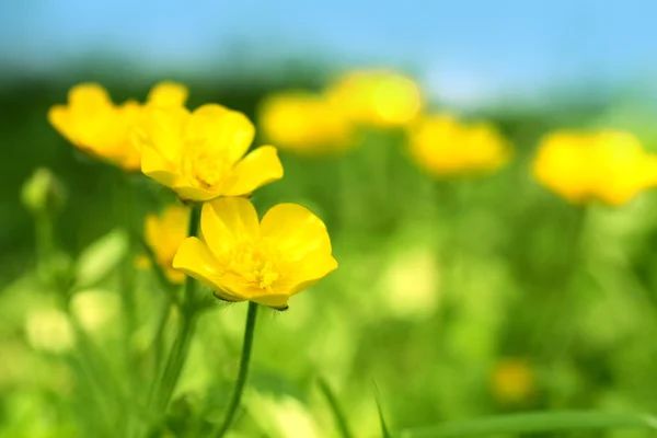 Belles buttercups printemps — Photo