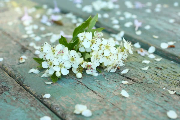 Vacker vår vita blommor bakgrund — Stockfoto