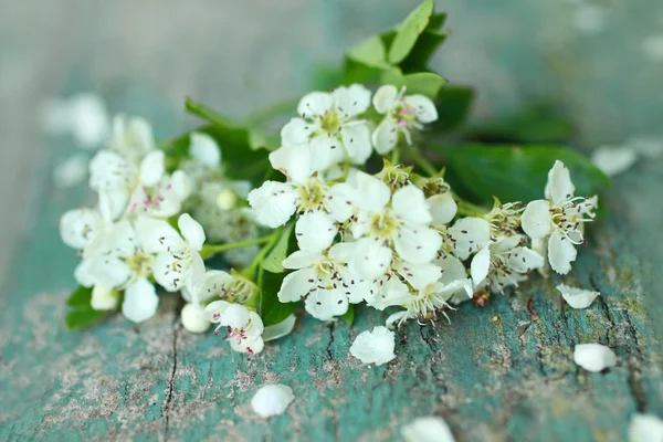 Весенние белые цветы на фоне — стоковое фото