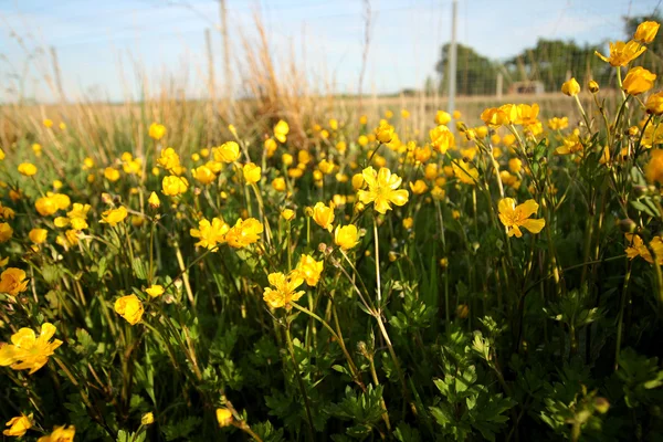 Gele boterbloemen weide — Stockfoto