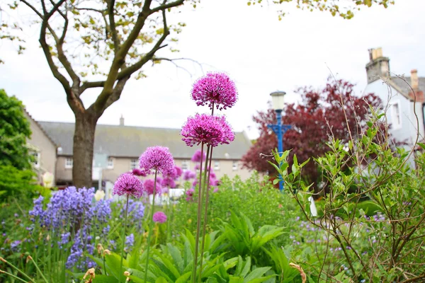 Skupina krásné allium květiny v zahradě — Stock fotografie