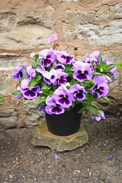 Pretty violet pansies close up — Stock Image Pretty violet pansies close up Royalty Free Stock Images