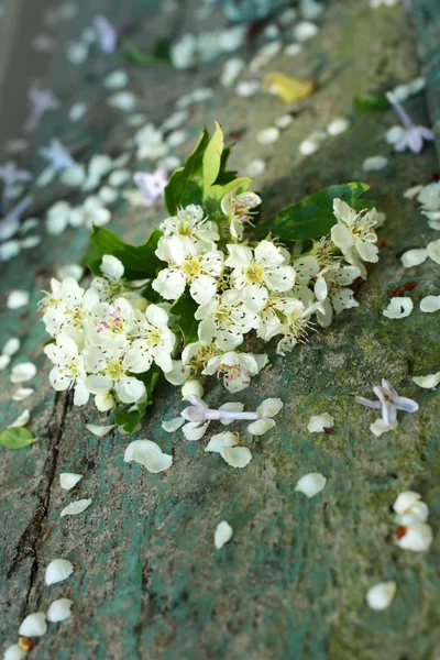 Schöne weiße Blumen im Frühling — Stockfoto