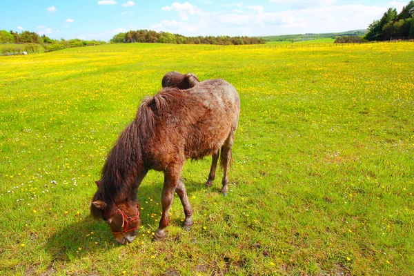 Dos caballos en el prado de primavera — Foto de Stock