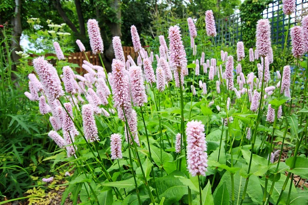 粉色的花园花 — 图库照片