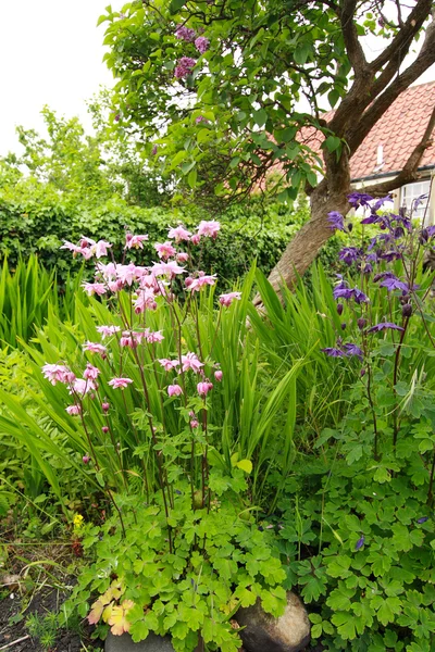 Bellissimi fiori di campane rosa — Foto Stock