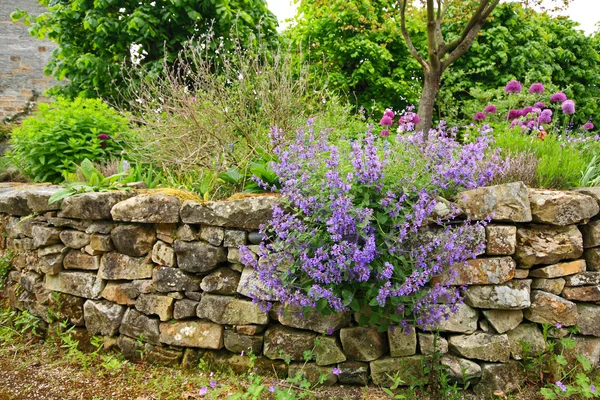 Hermoso jardín de ramitas — Foto de Stock