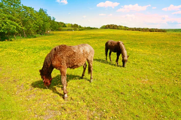 Dva koně v polích — Stock fotografie