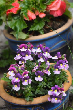 güzel mavi nemesia