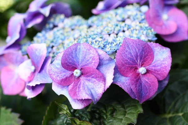 Blauwe hortensia — Stockfoto