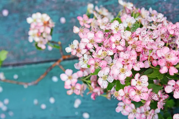 Tavaszi virág — Stock Fotó