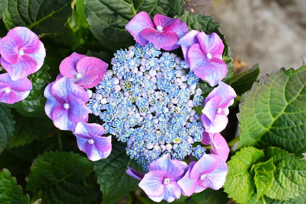 Hortênsia azul — Fotografia de Stock