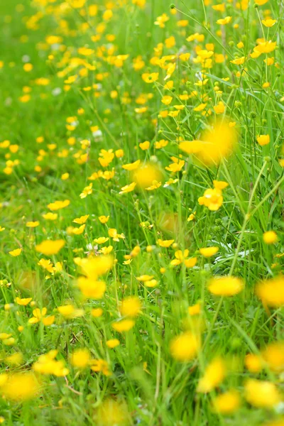 Vackra ängen av smörblommor — Stockfoto