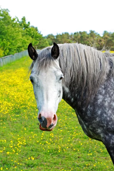 Krásný bílý kůň — Stock fotografie