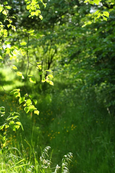 Belle scène de printemps dans le parc — Photo