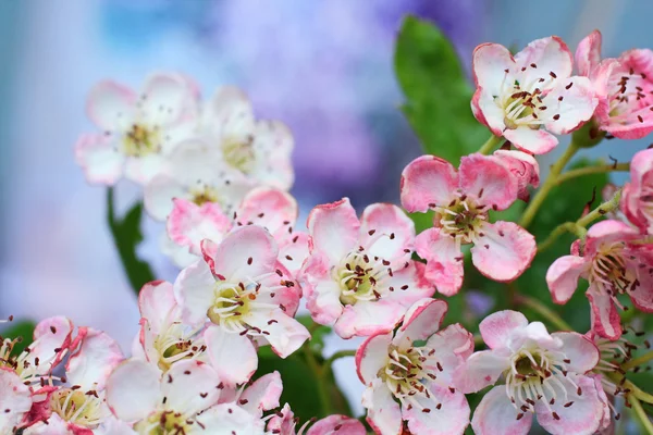 Våren blossom — Stockfoto