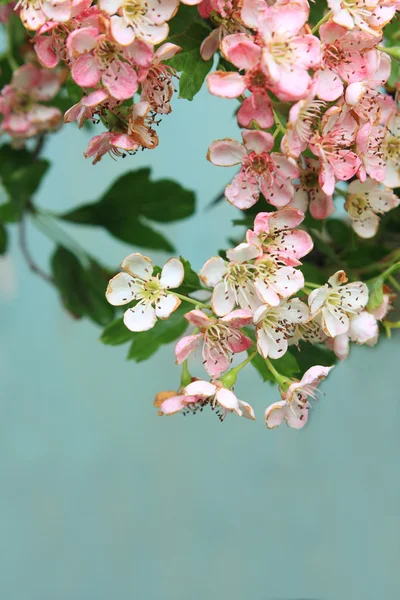 Spring blossom — Stock Photo, Image