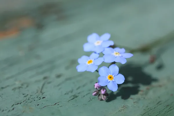 Forget me not — Stock Photo, Image