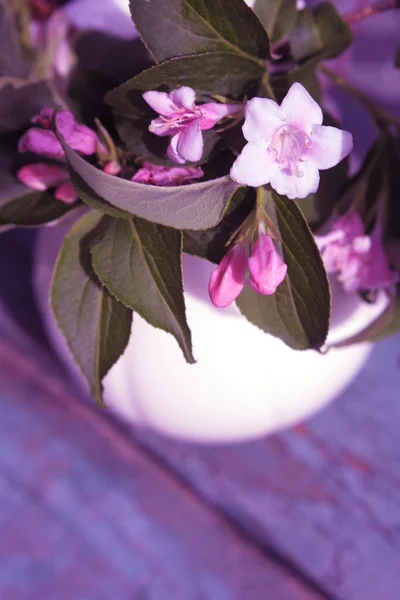 Tavaszi levelei és virága — Stock Fotó