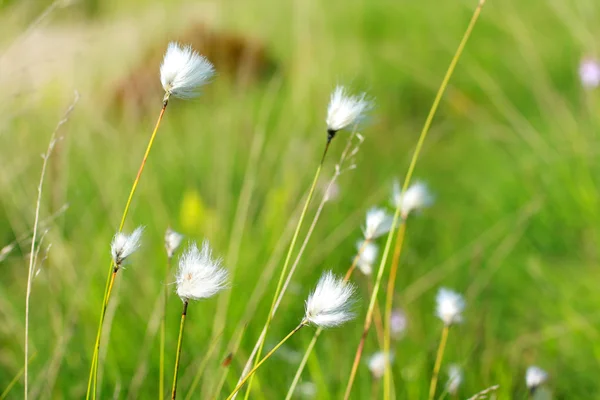 Vackra vilda bomull blommor — Stockfoto