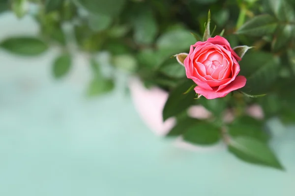 Rote Rose — Stockfoto