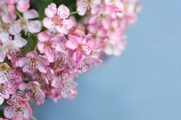 Bahar çiçeği — Stok fotoğraf