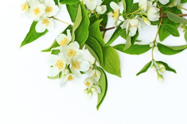 Yasemin çiçekleri arka plan