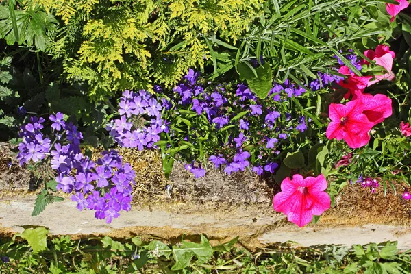 Krásná letní zahrada — Stock fotografie