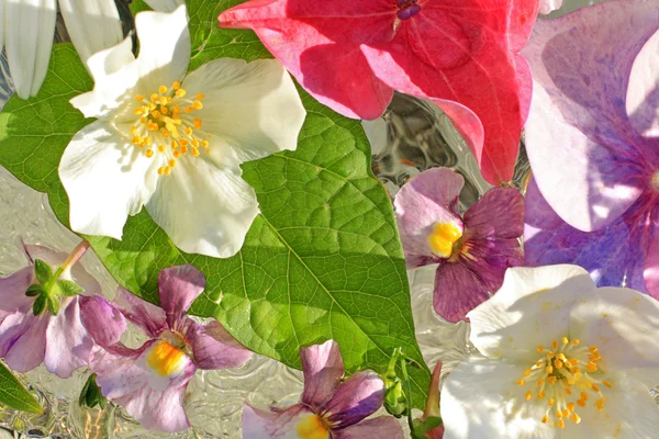 Beautiful hydranea flowers close up — Stock Photo, Image