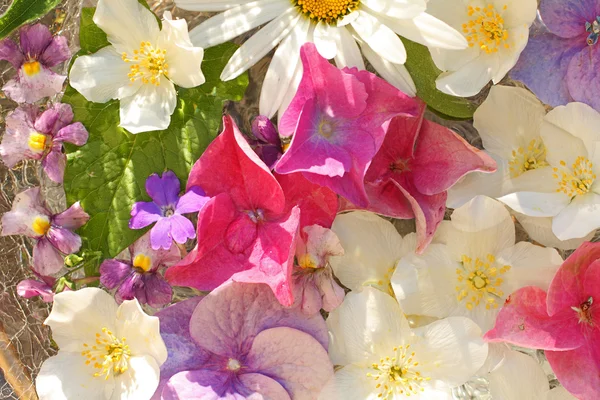 Lindas flores de hortênsia perto — Fotografia de Stock