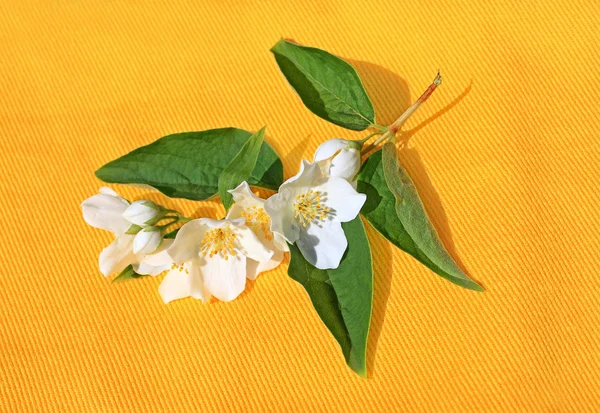 Jasmin blommor bakgrund — Stockfoto
