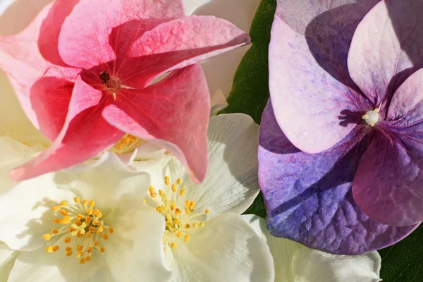 Belles fleurs d'hydranée gros plan — Photo