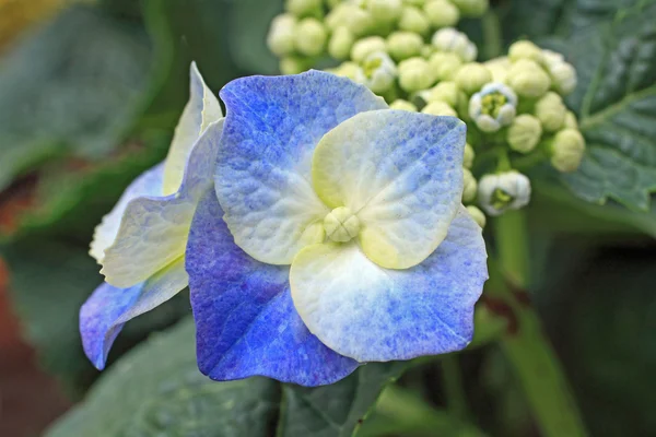 Hermosas flores de hidanea de cerca — Foto de Stock