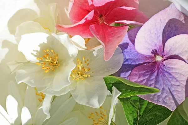 Lindas flores de hortênsia perto — Fotografia de Stock