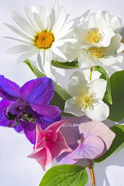 Lindas flores de hortênsia perto — Fotografia de Stock