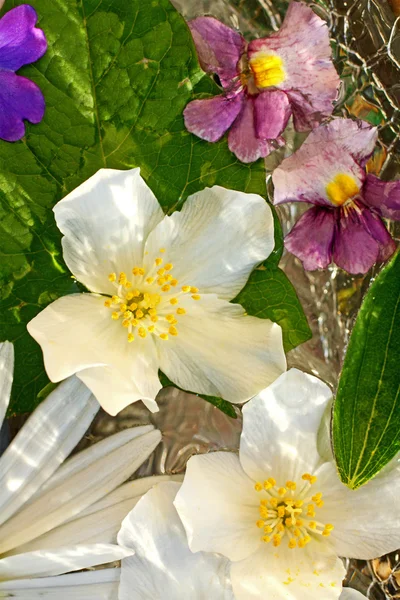 Jasmijn bloemen achtergrond — Stockfoto