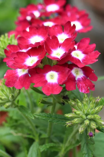 Güzel çiçek açan verbena — Stok fotoğraf