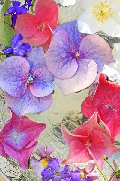 Gyönyörű hydranea virágot közelről — Stock Fotó