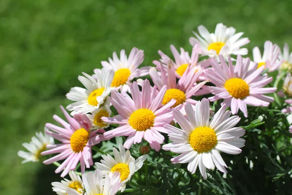 Pretty daisies close up — Stock Photo, Image