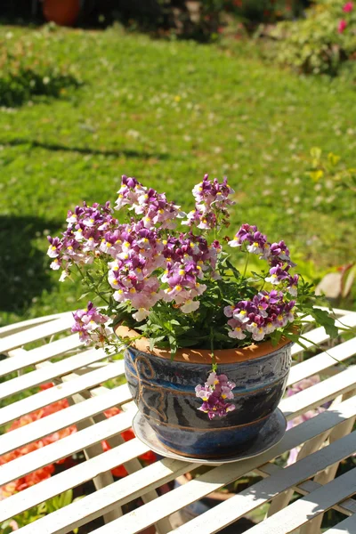 Belles fleurs violettes d'été — Photo