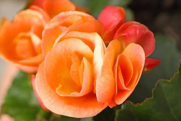 Orange begonia close up — Stock Photo, Image
