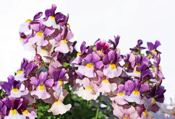 Schöne sommerviolette Blumen — Stockfoto