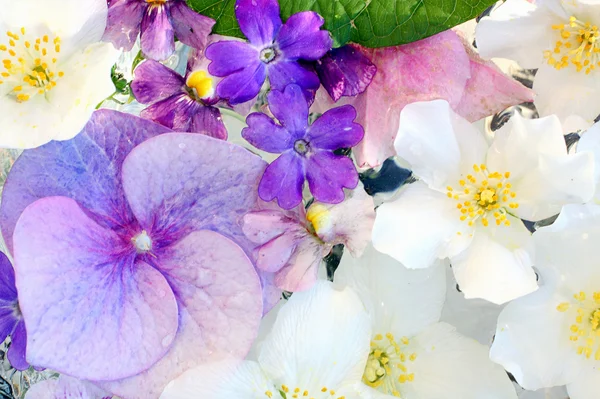 Bellissimi fiori di ortensia da vicino — Foto Stock