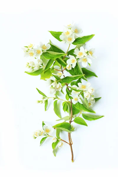 Jasmin Blumen Hintergrund — Stockfoto