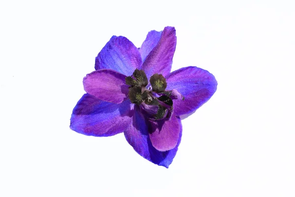 Delphinium fioletowy kwiat makro — Zdjęcie stockowe