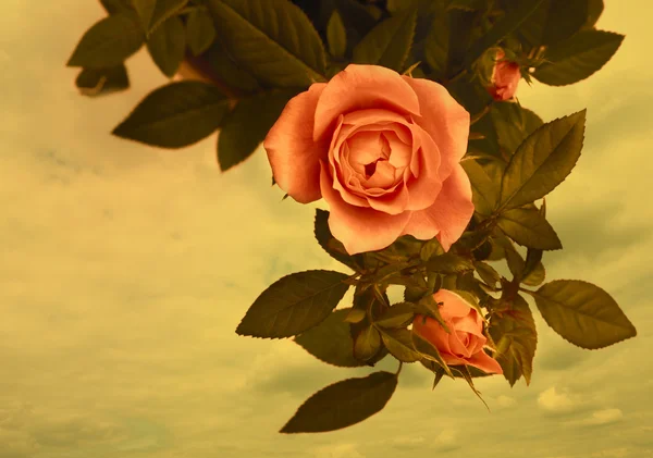 Romantische Vintage Rosen Hintergrund — Stockfoto