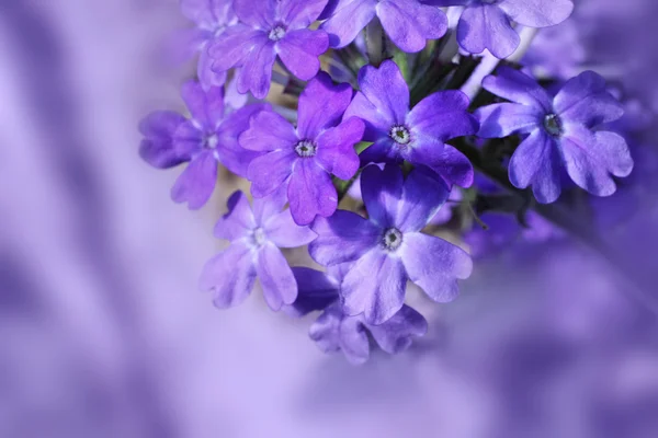 Güzel çiçek açan verbena — Stok fotoğraf