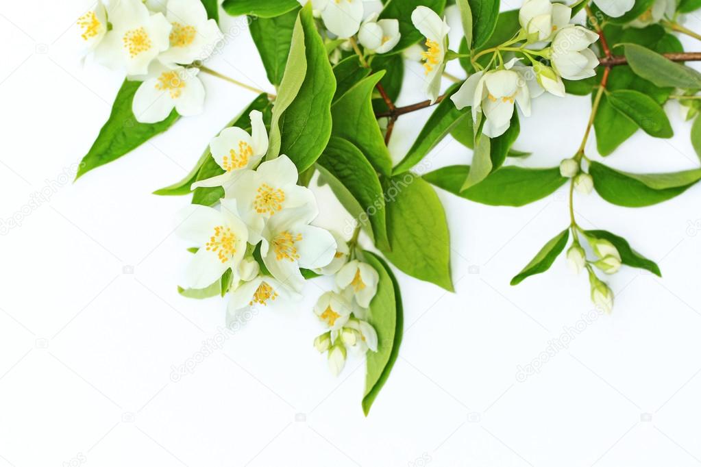 Jasmine flowers background