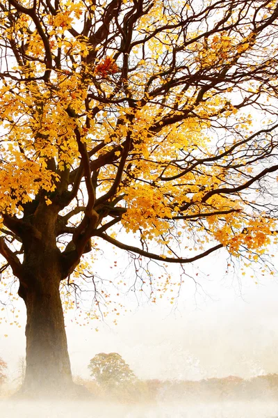 Arbre à feuilles jaunes — Photo